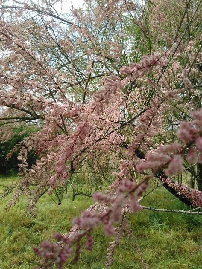 Tamarix parviflora 16