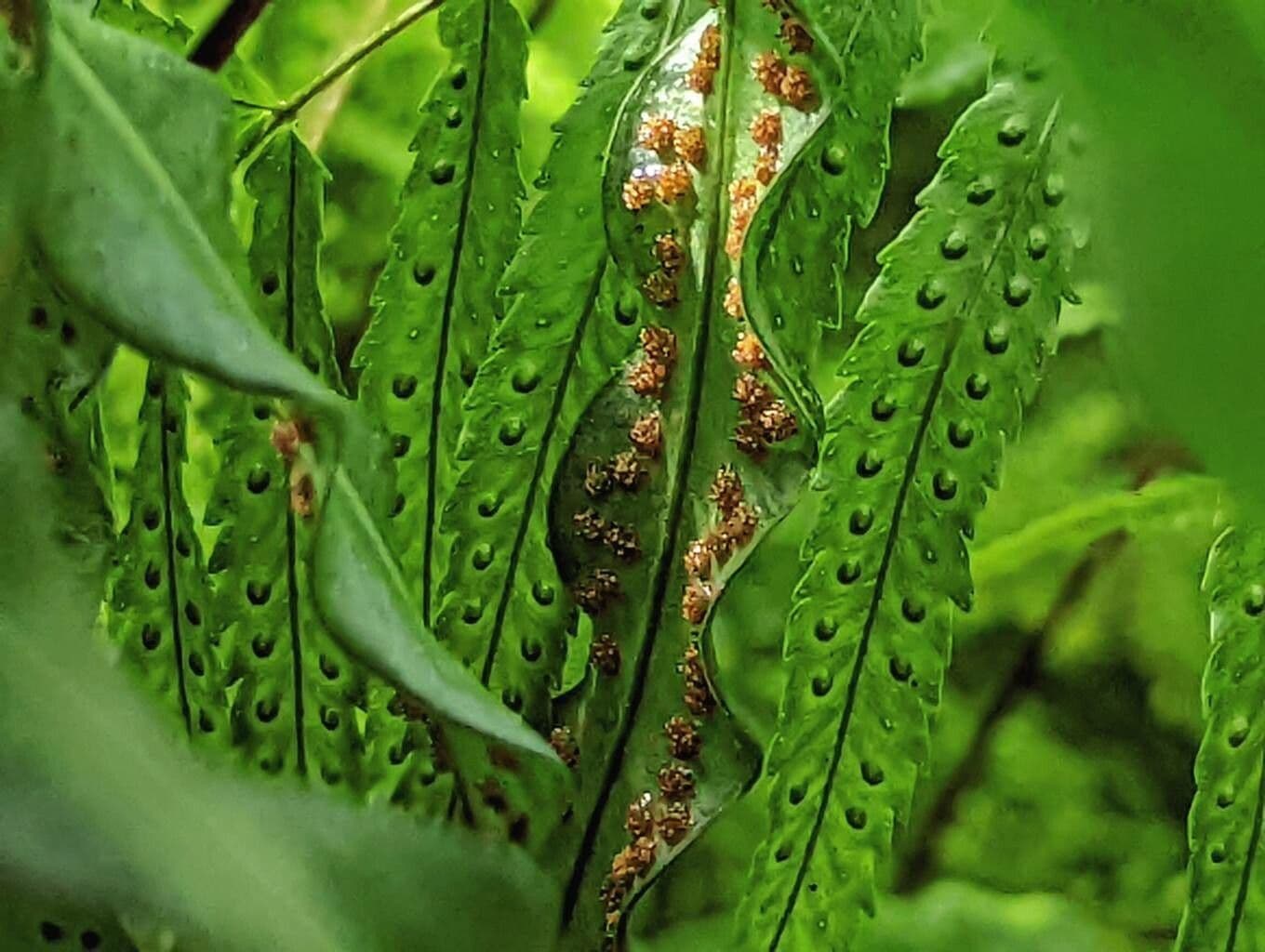 Campyloneurum 3