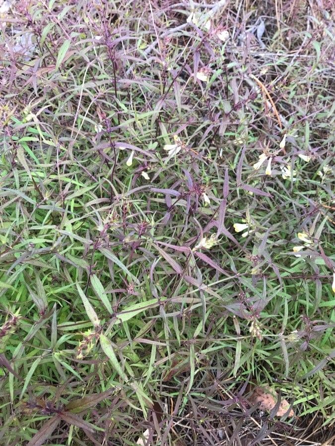 Linaria triphylla 11