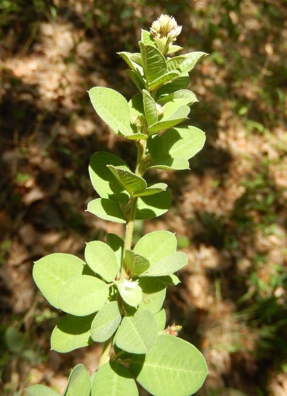 Lespedeza lysá 14