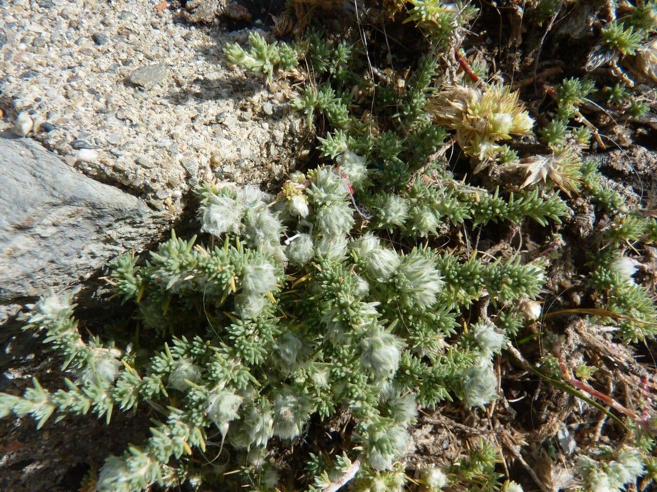 Camphorosma 30