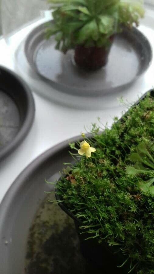 Utricularia subulata 4