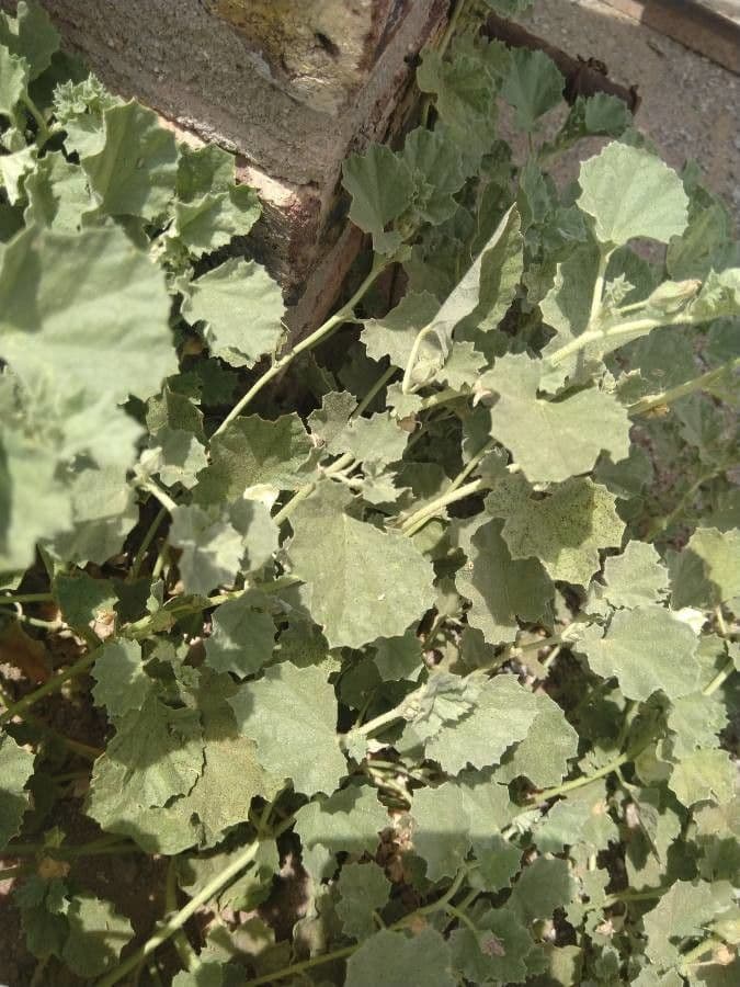 Malvella leprosa 19