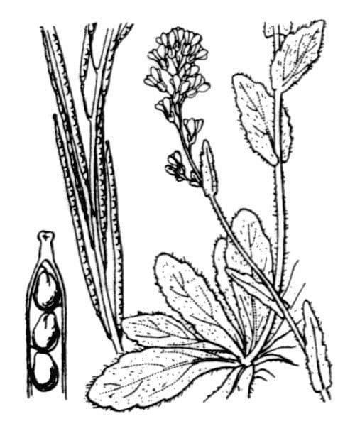 Arabetta irsuta 26