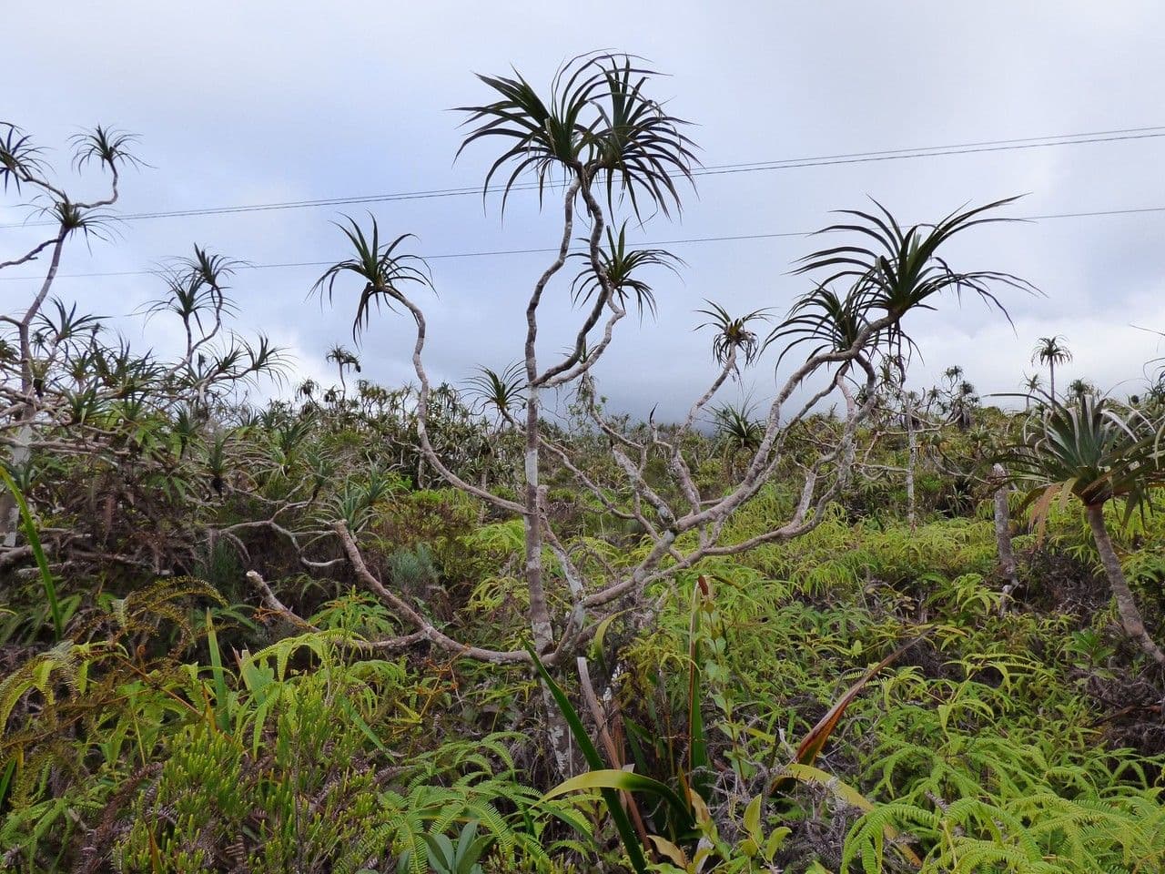 Pandanus 6