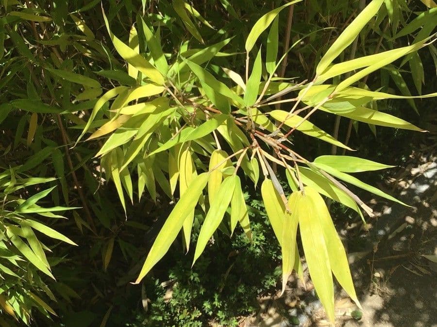 Semiarundinaria kagamiana