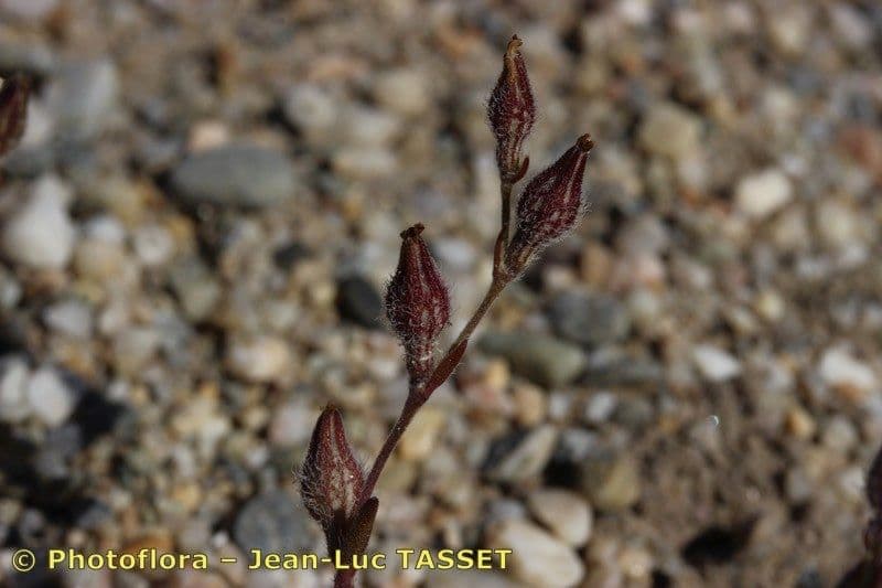 Silene 2