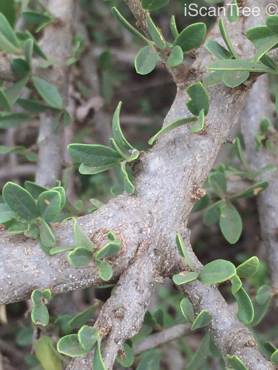 Maerua 14