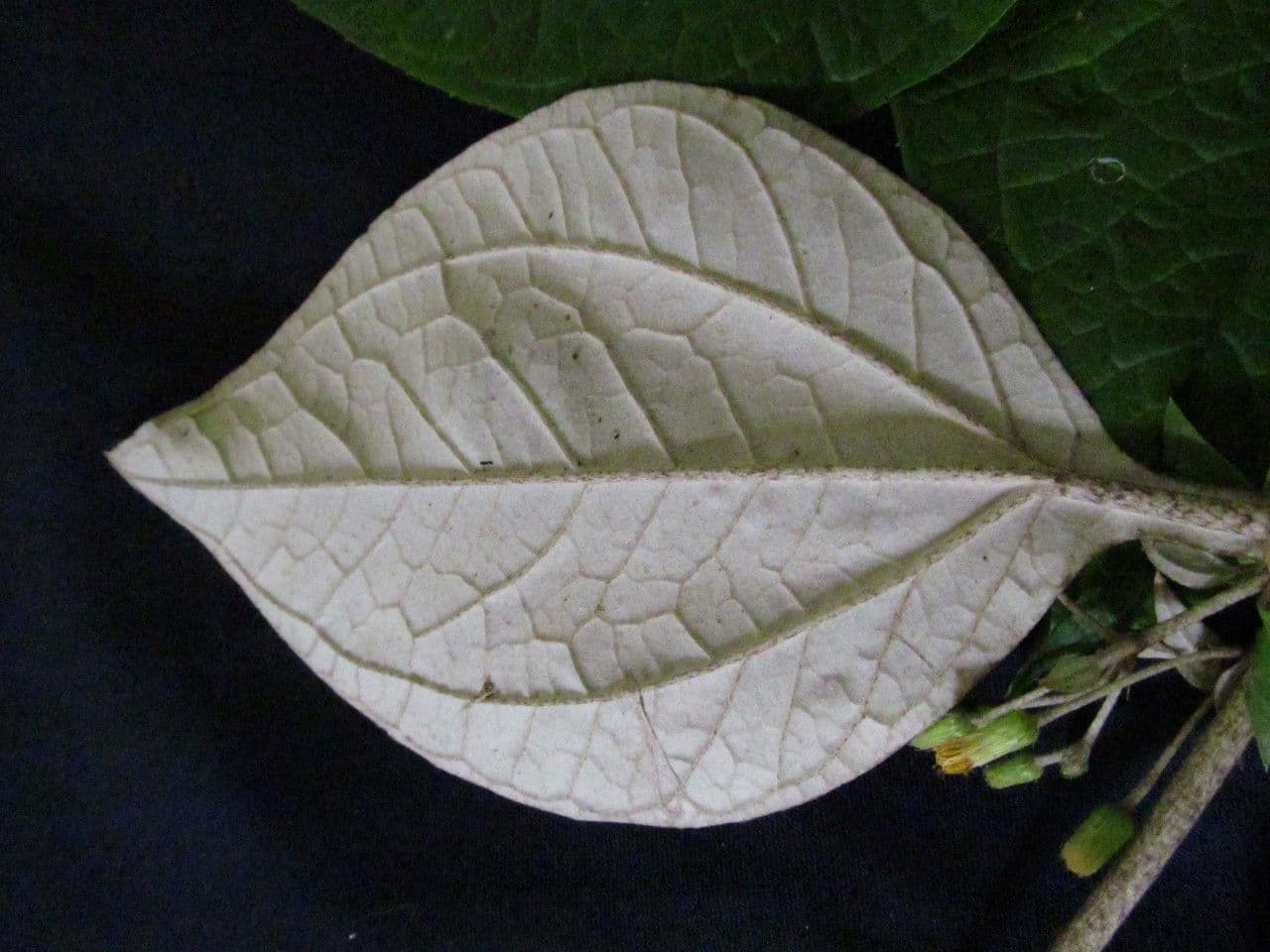 Liabum 3