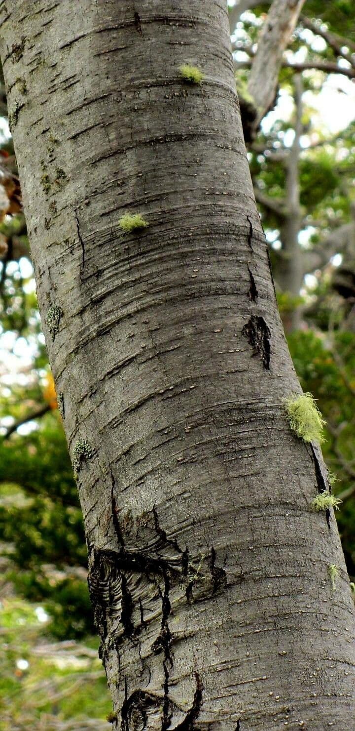 Nothofagus 17