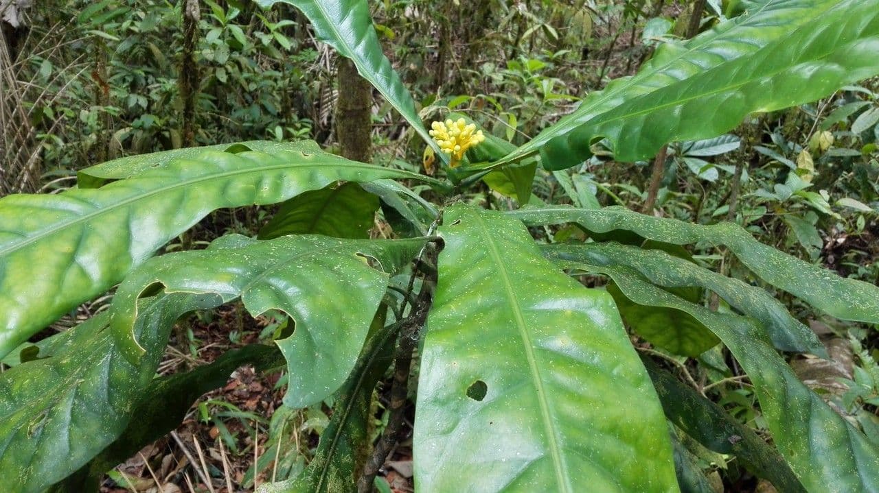 Potalia turbinata 10