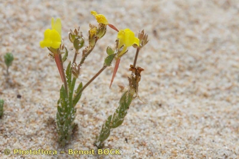 Linaria 7