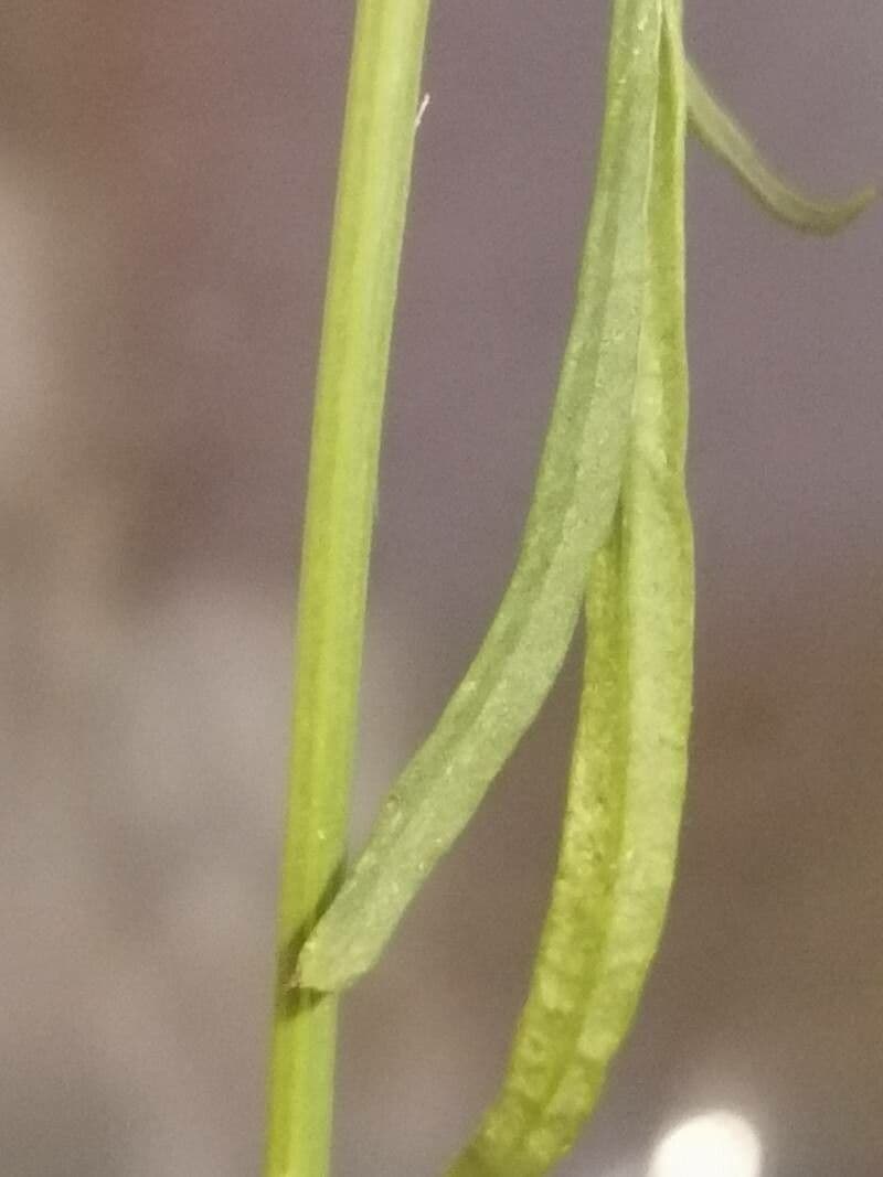 Färber-Mädchenauge 17