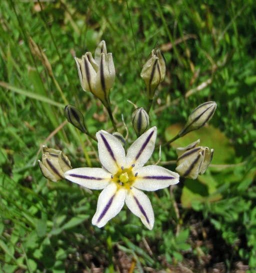 Triteleia di Henderson 3