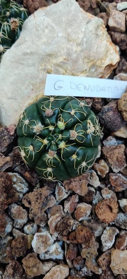 Cactus ragno 6