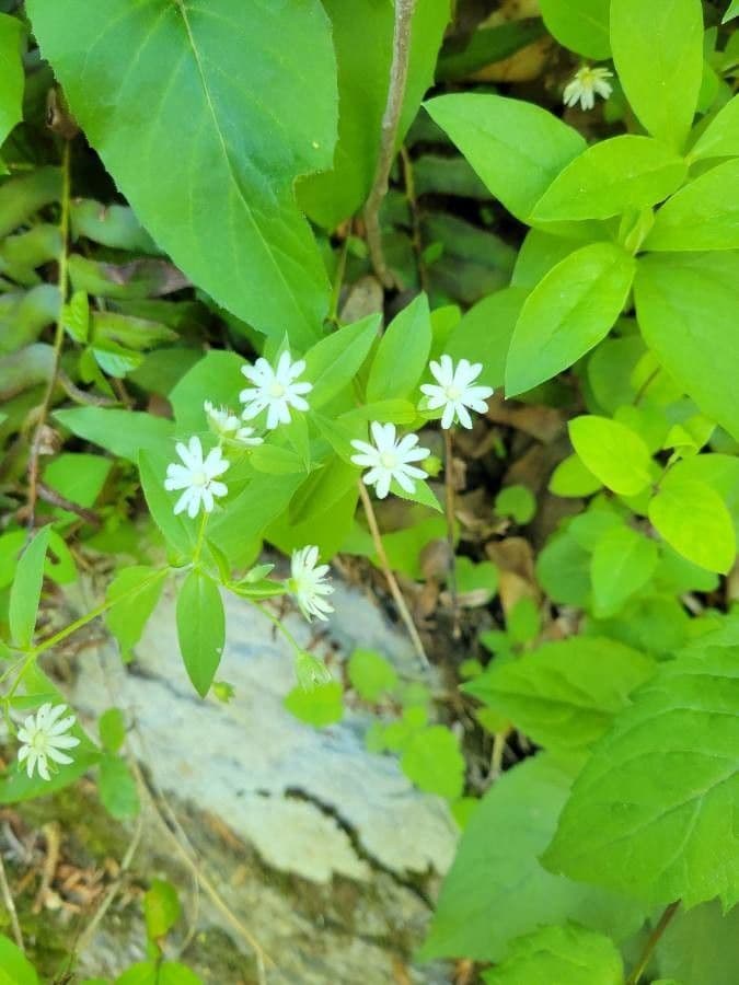 Stellaria