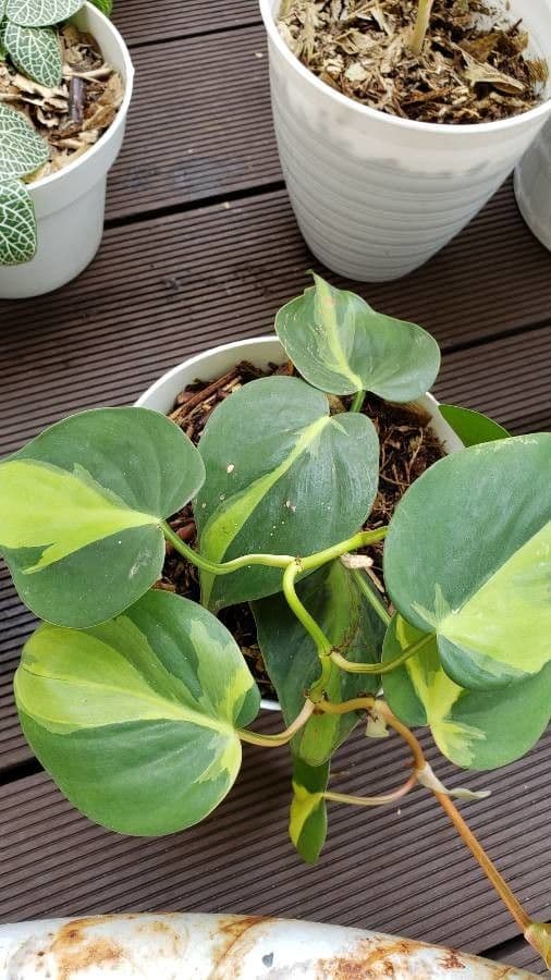 Philodendron cordiforme 5
