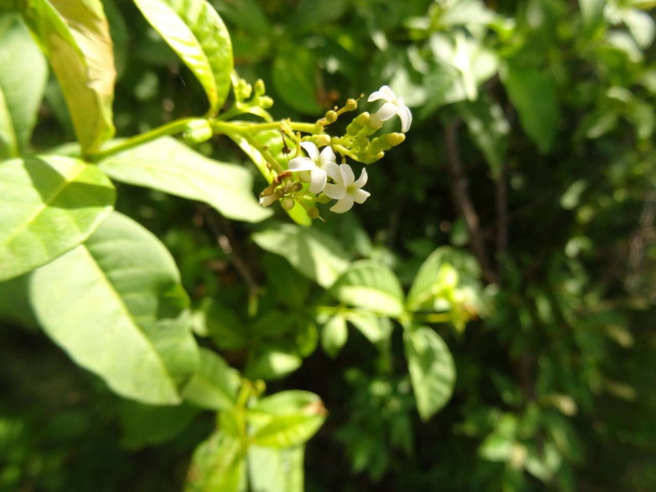 Rauvolfia viridis 7