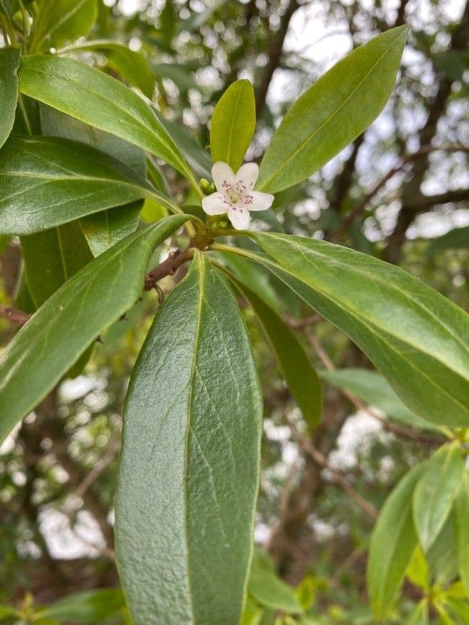 Schlankblättriges Myoporum 17