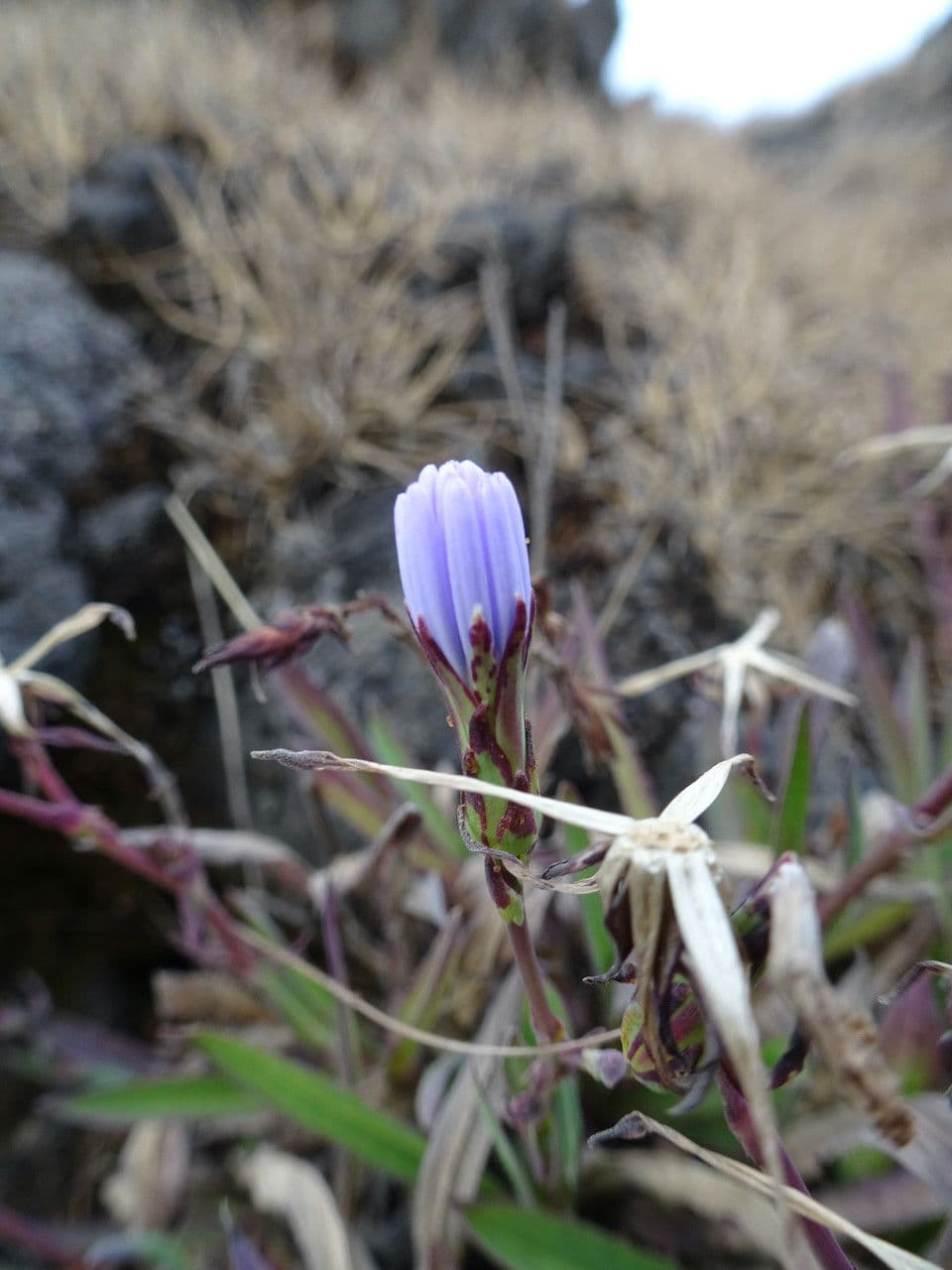Scharfer Lattich