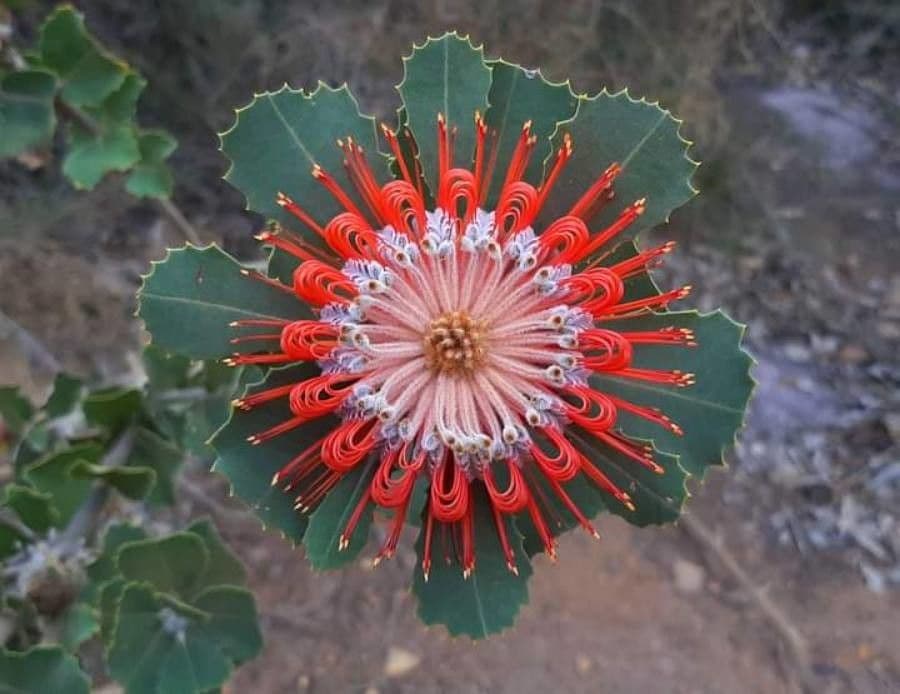 Leucospermum 4
