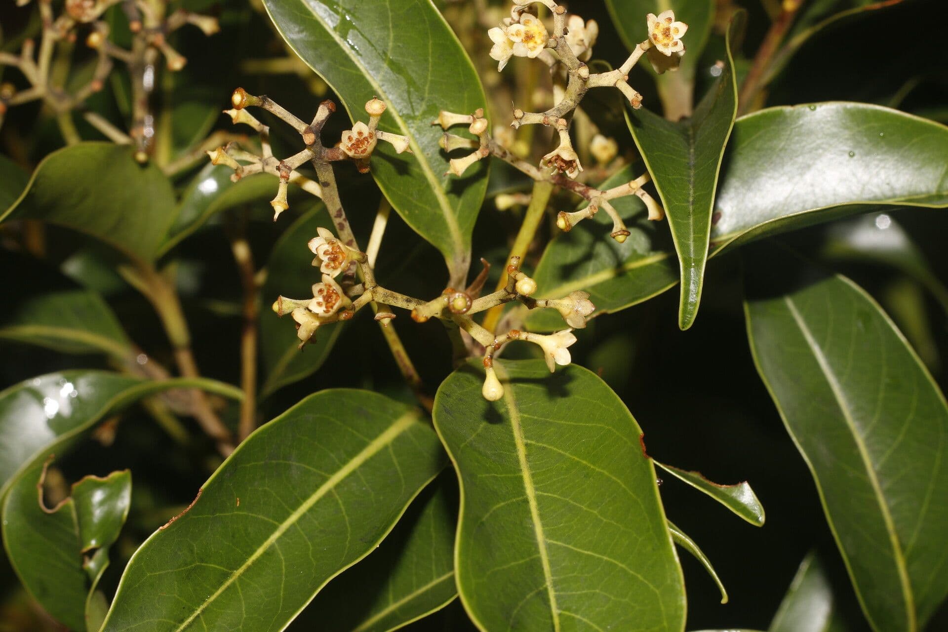 Ocotea 6