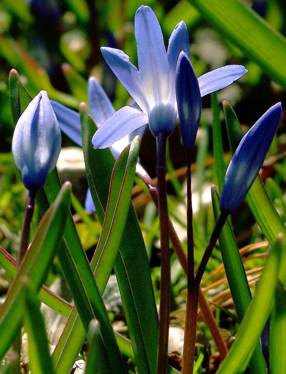 Scilla di Boissier 13
