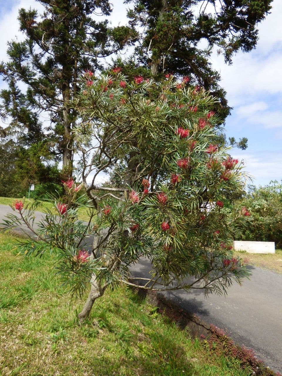 Grevillea 13