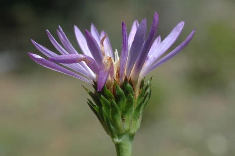 Oreostemma