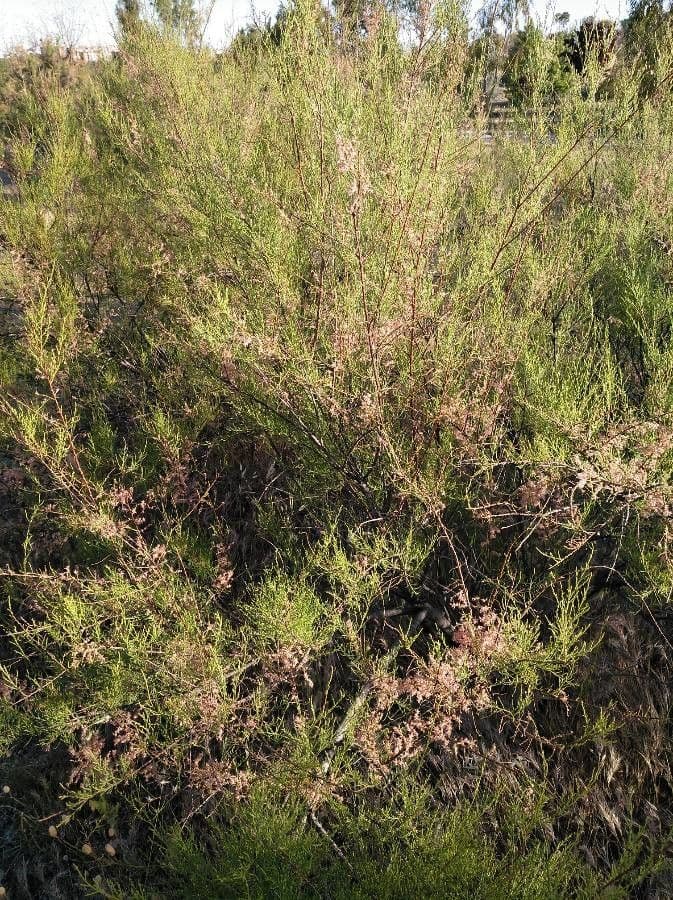 Tamarix parviflora 26