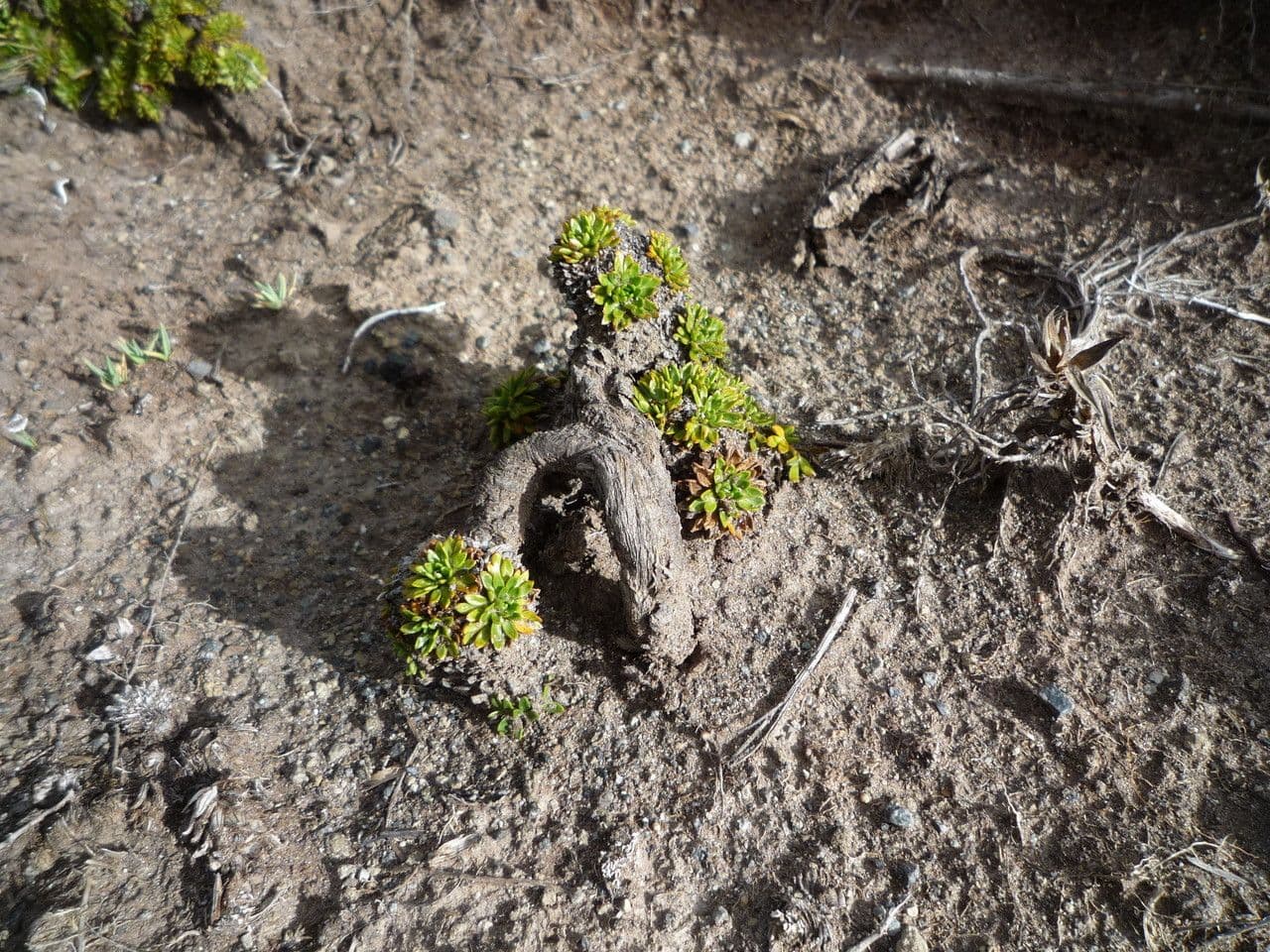 Azorella 20