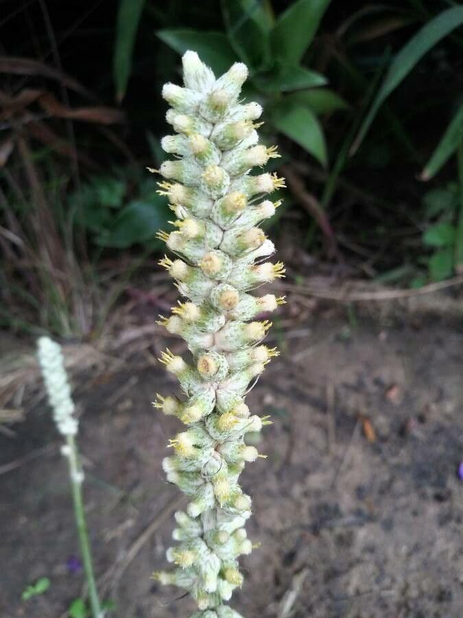 Pterocaulon virgatum