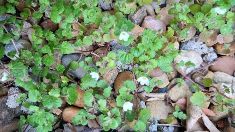Veronica cymbalaria 15