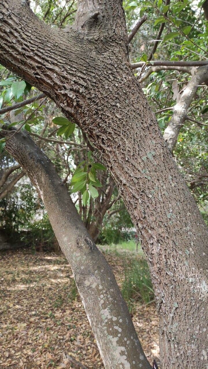 Sideroxylon 10