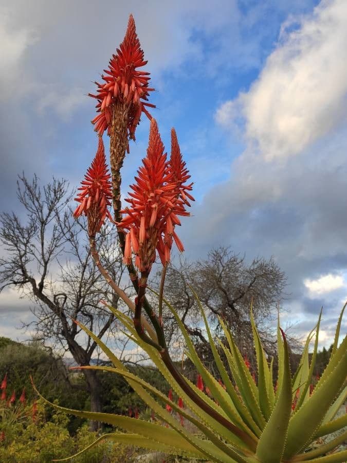 Aloe 8