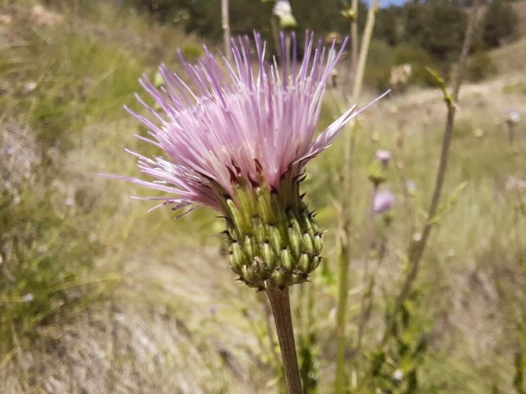 Cardo pirenaico 4