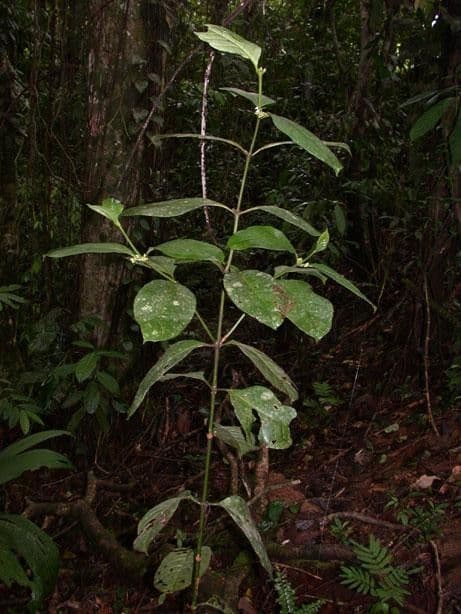 Ronabea latifolia 11