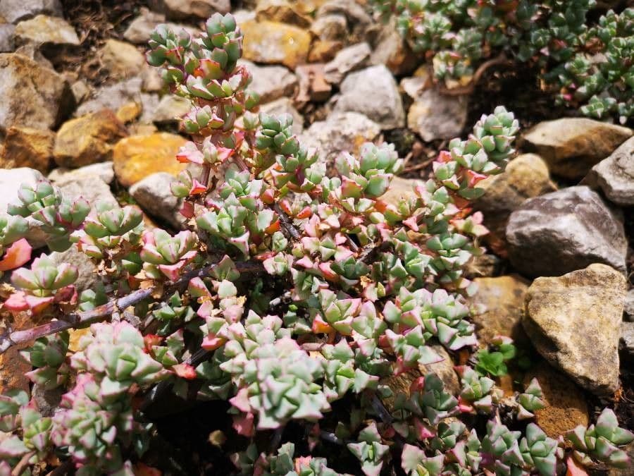 Borracina ottusa 14