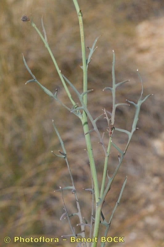 Launaea