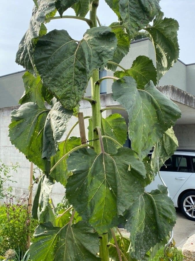 Tournesol géant 17