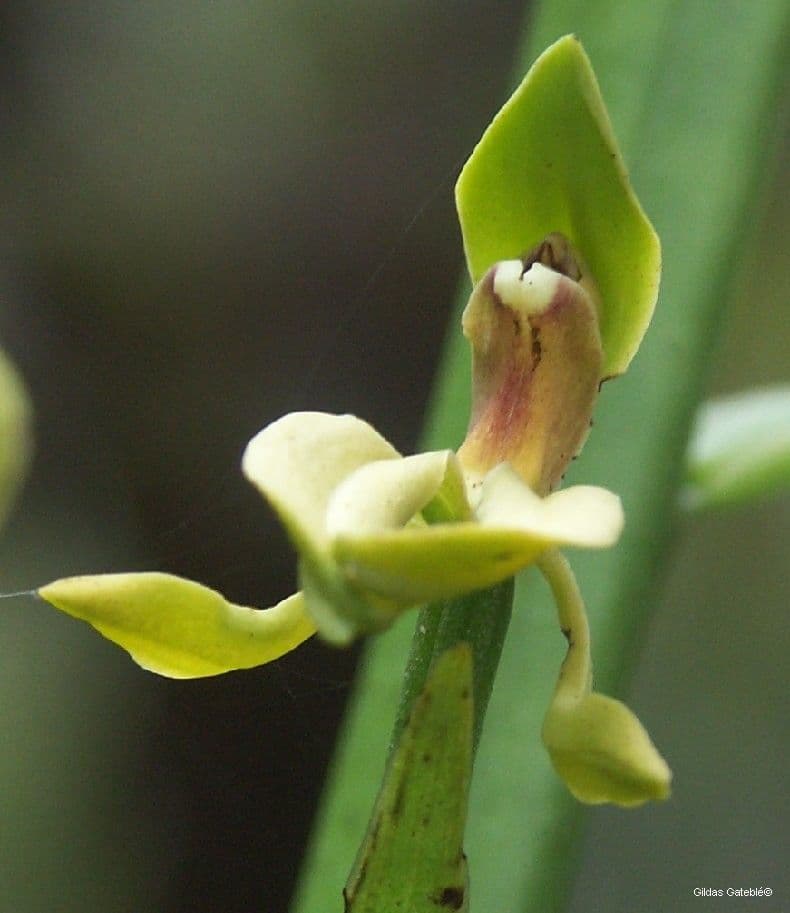 Megastylis 4