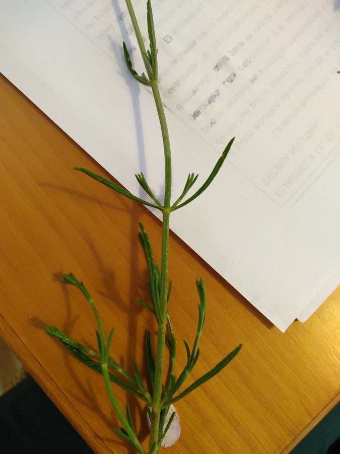 Sideritis leucantha 14