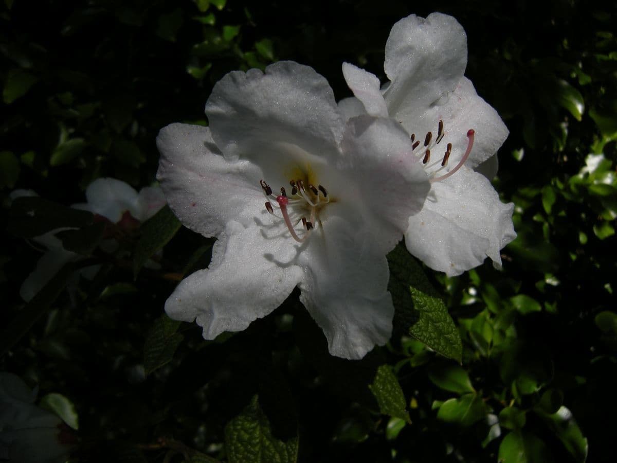 Rododendro 2