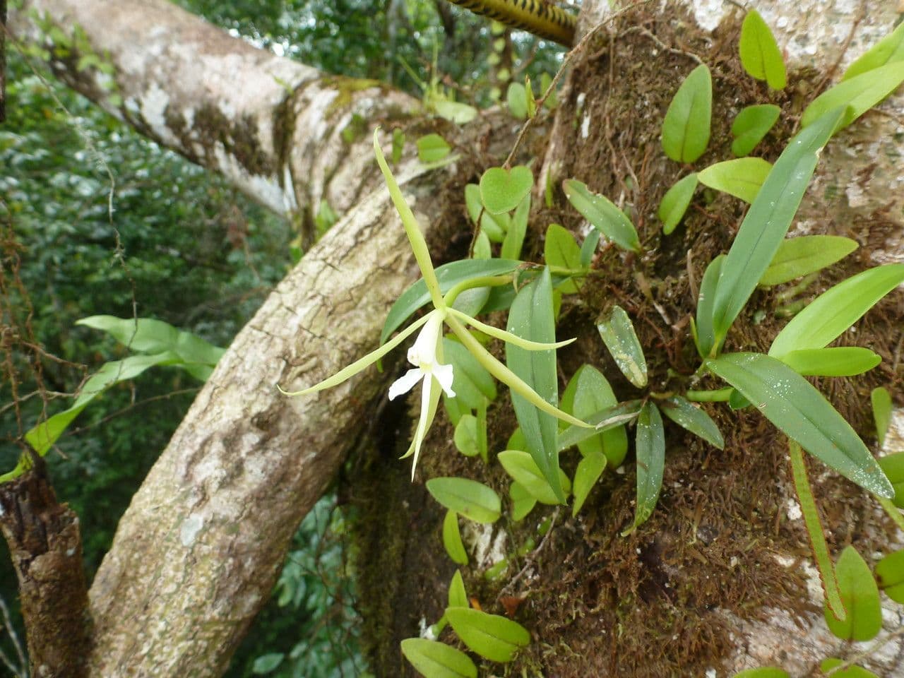 Orchidée nocturne 13