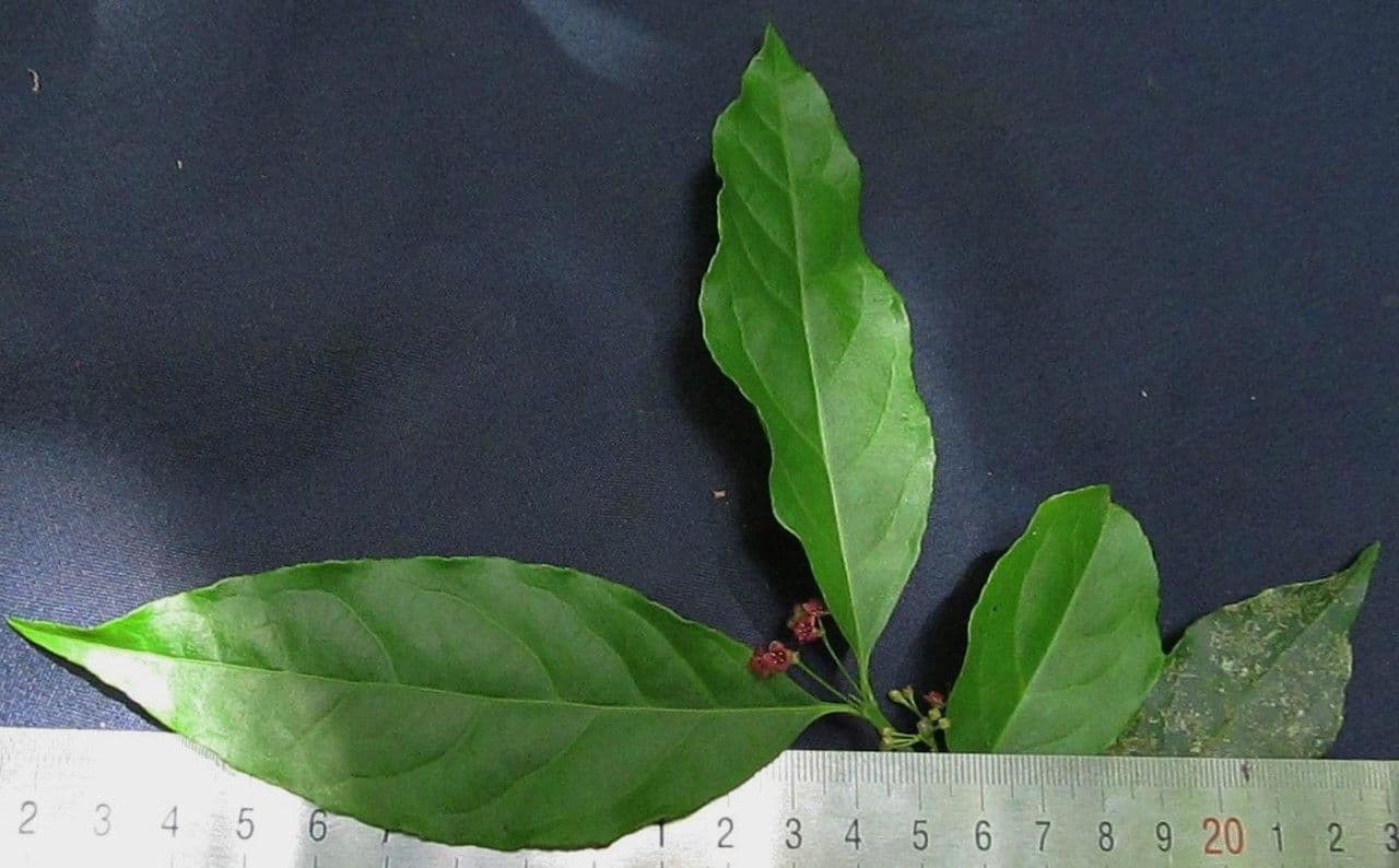 Crossopetalum 14
