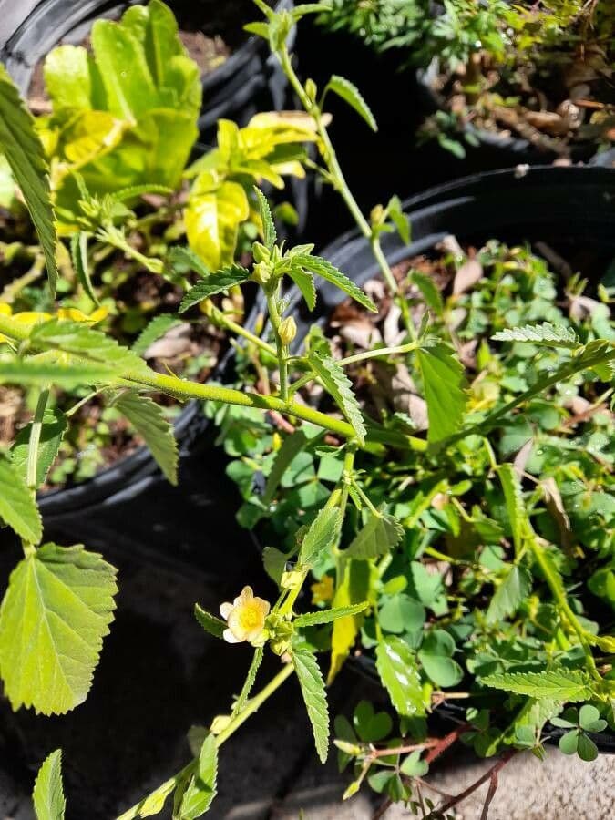 Sida spinosa 3