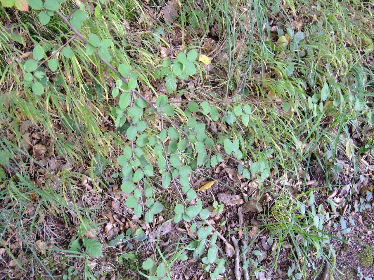 Cotoneaster zabelii 9