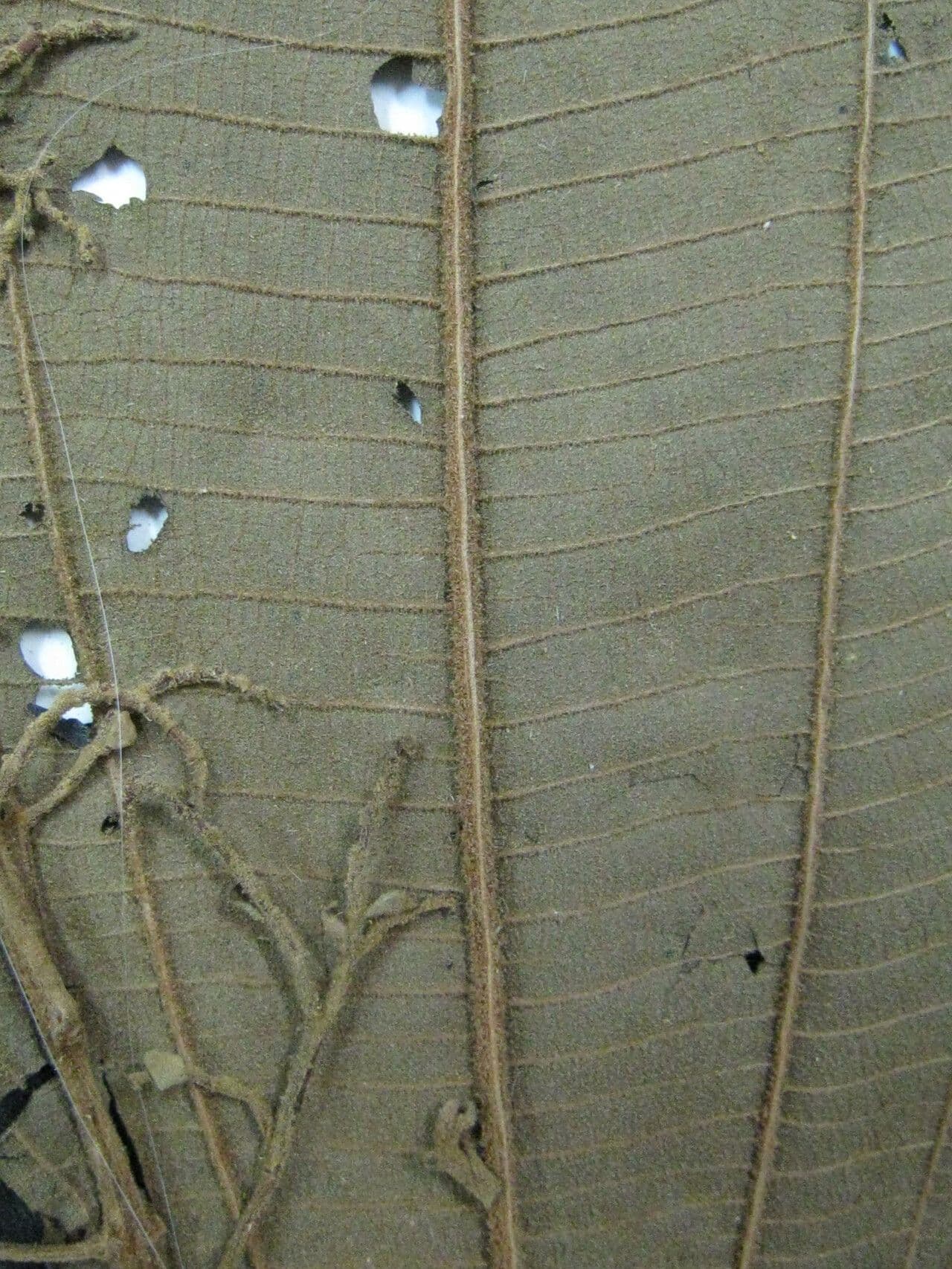 Miconia 2