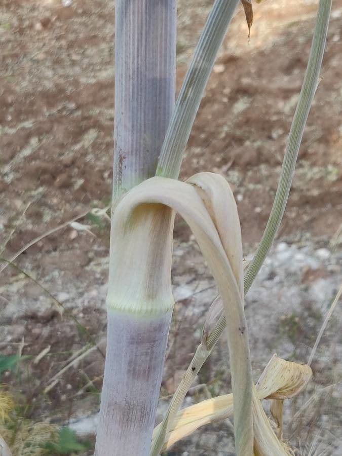 Gargania 22