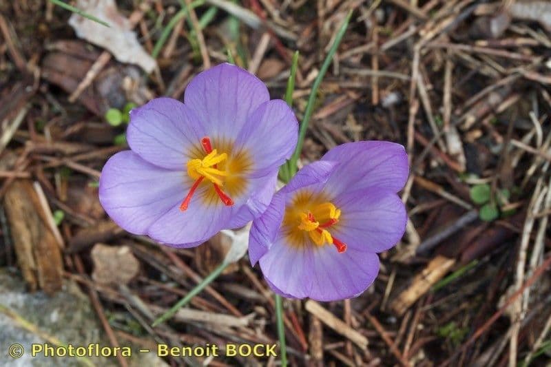 Krokus 8